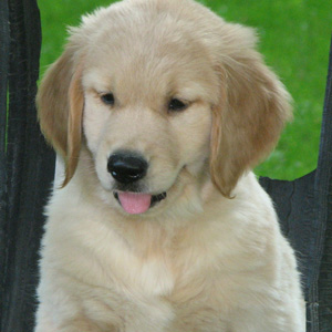 Front page pup